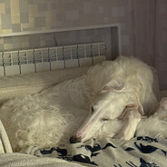 Данил Колбасенко