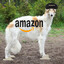 Jeff Borzoi