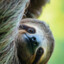 The Sloth