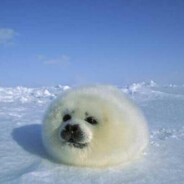 我喜欢芭↗菲↘