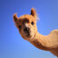 Alpaca