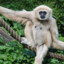 Gibbon Lord