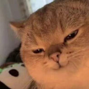 猫亮了 我不玩了