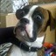 DoGisPERfect