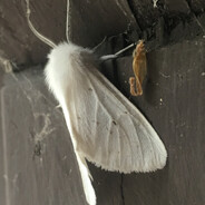 soft speckled squirmer