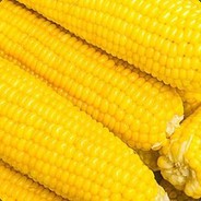 咋地啦！俺就是玉米