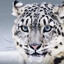 cheese snow leopard