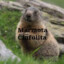 marmota ciufulita