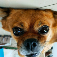 你是人参果吗 落地就没