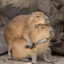 Capivara assasina