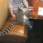 Lemur at TGI Friday&#039;s