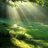 在阳光中的草地居士