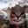 Chipmunkfetish's Avatar