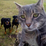 FPV ЧИНАЗЕС ЯРИК БЛ