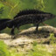 Great Crested Newt