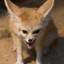 Furious Fennec