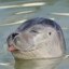Just a Seal