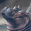 Hippo