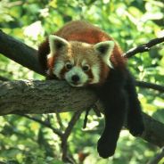 Waschbär - steam id 76561197965739197