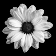 Dark Daisy