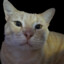 Puddy Gamer