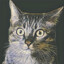 Catatonic