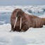 ConfirmedWalrus