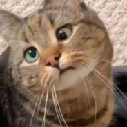 麦当当送餐手呆呆