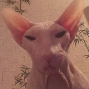 Comrade Sphynx