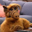 Alf