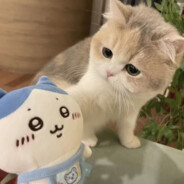 无敌猪骅大王666