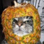 Pineapple Cat