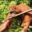 Orang-Utan