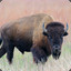 Bison I