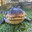 XXXL GATOR