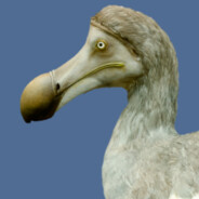 Аватар Stupidbird