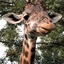 Massai-Giraffe