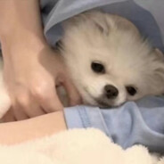 林黛玉-倒拔垂杨柳