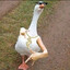 Gangsta Duck Odyssey