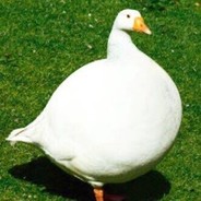 Goose