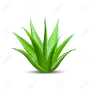 ALOeVera | 8uric