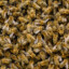 7000 Angry Bees