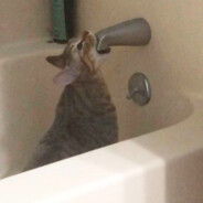 RaspBerry ***********