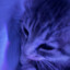 Lonely Kitten is naughty.