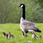 ПЕРЕЙДИ В ОФФЛАЙН! OFFLINE