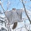 Flying Squirrel