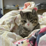 不听是首烂尾歌.