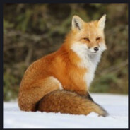 lloydcallahan lloydcallahan