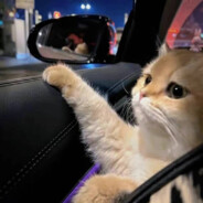 我是林正英快躲我后面