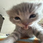 gatoguapo